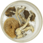African Cubensis (Panaeolus africanus) | Shrooms Canada