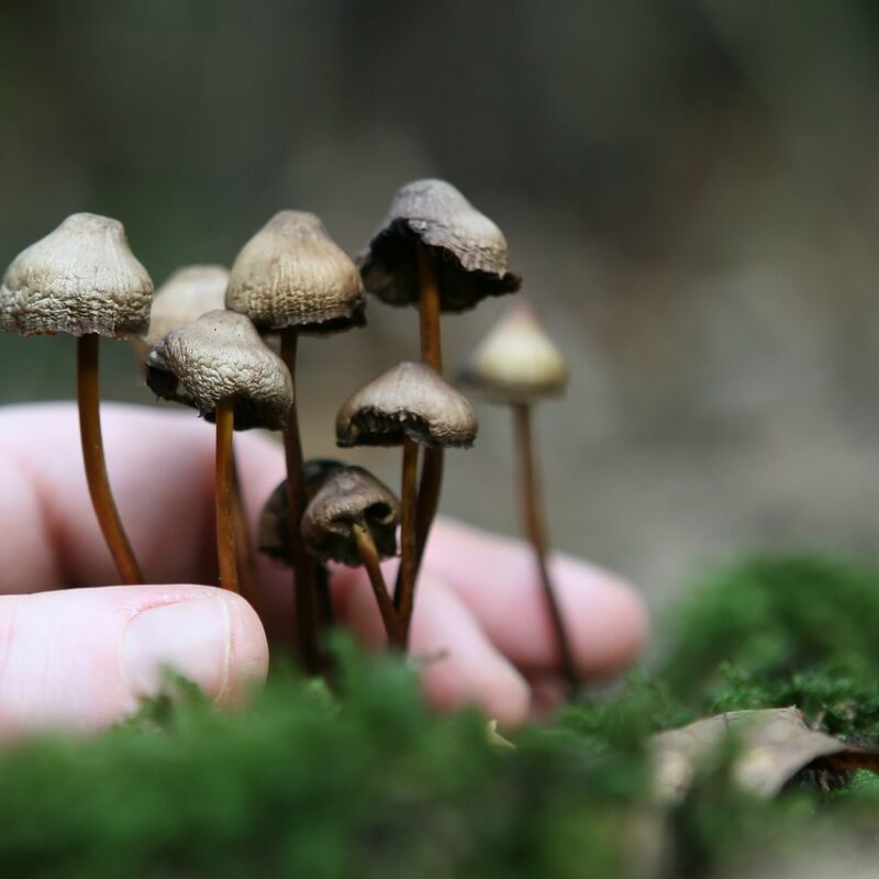 Guide to Magic Mushrooms | Shrooms Canada