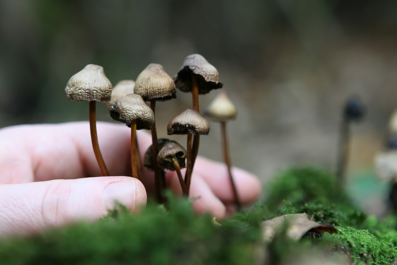 HTML: 

<div>
    <h1>The Root Network of Cultivating Magic Mushrooms</h1>
</div>