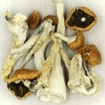 Creeper | Shrooms Canada