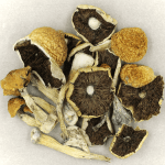 Penis Envy Cubensis | Shrooms Canada