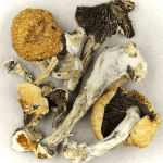 Thai Elephant | Shrooms Canada