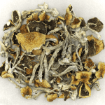 Daddy Long Legs | Shrooms Canada