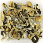 Puerto Rican | Shrooms Canada
