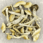 Blue Magnolia Rust | Shrooms Canada