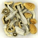 Vietnamese | Shrooms Canada