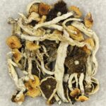 Cuban | Shrooms Canada