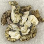 White Burma | Shrooms Canada