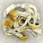 Chitwan Nepal | Shrooms Canada