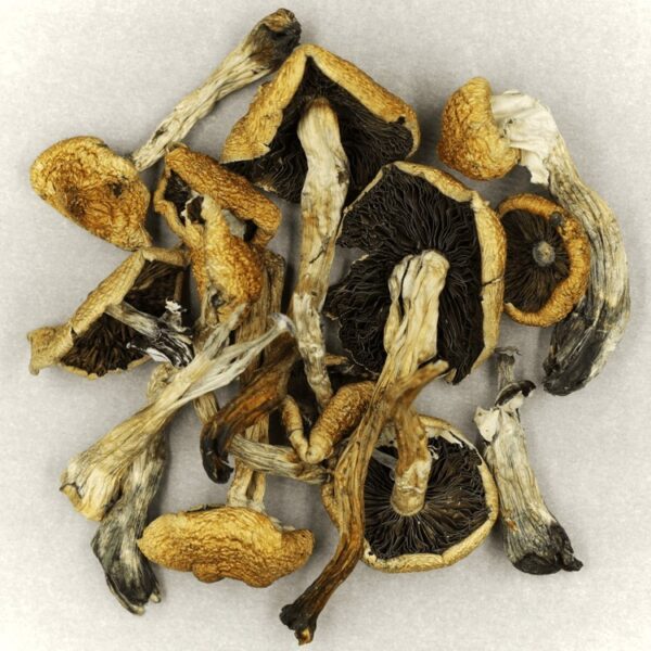 Malabar | Shrooms Canada