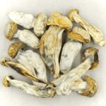 Melmac | Shrooms Canada