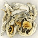 Treasure Coast | Shrooms Canada
