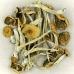 Mexicana | Shrooms Canada