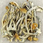 Amazonian Cubensis | Shrooms Canada