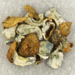 King Kong | Shrooms Canada
