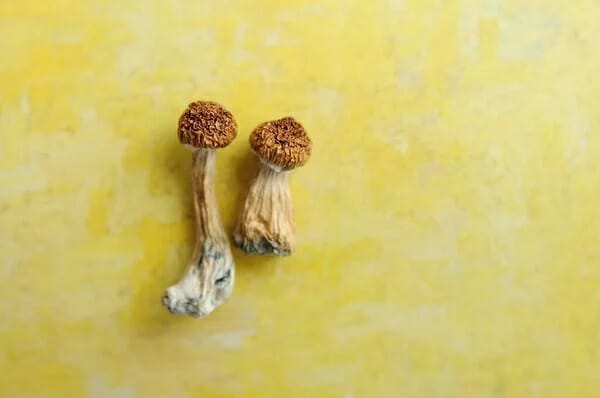 Lemon Tek at Zoomies Canada | Shrooms Canada