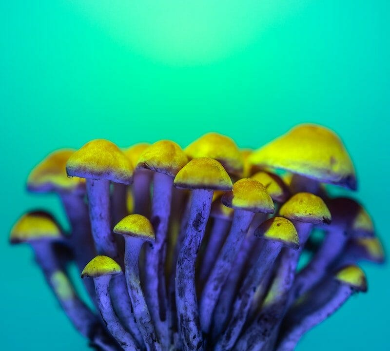 LSD Edibles | Shrooms Canada