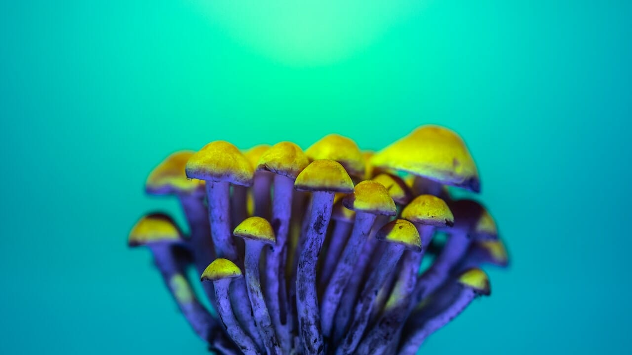 Exploring the Chemistry of Psychedelics: LSD-Infused Edibles and Their Potential for Altered Consciousness