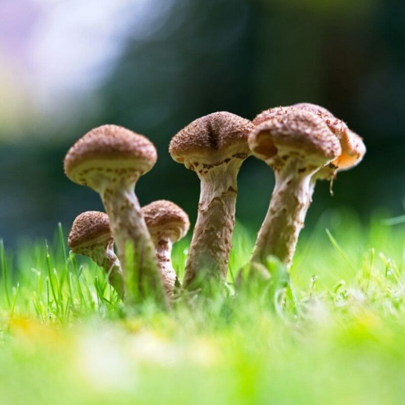 Mushroom Dispensary | Shrooms Canada