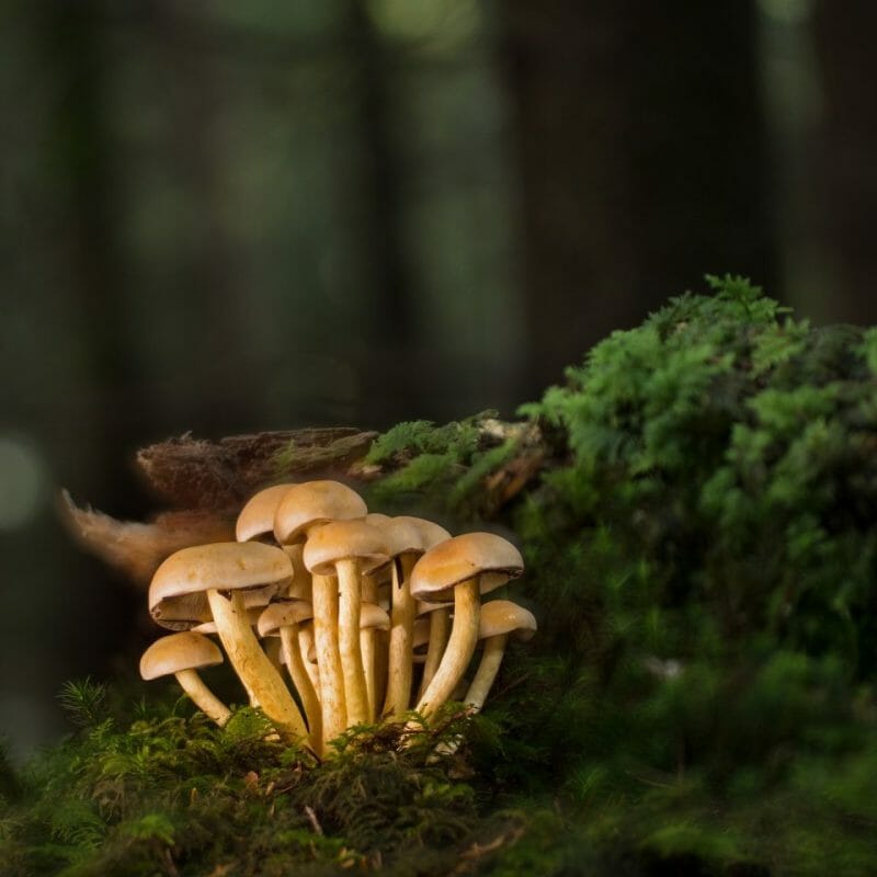 Strongest Mushroom Strains | Shrooms Canada