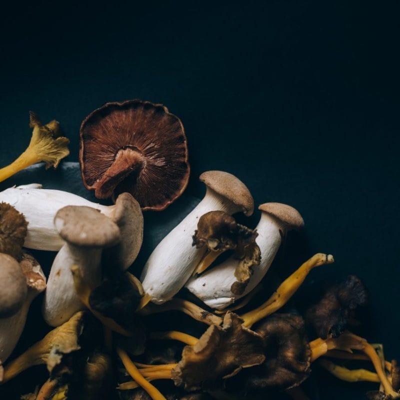 Dried Shrooms | Shrooms Canada