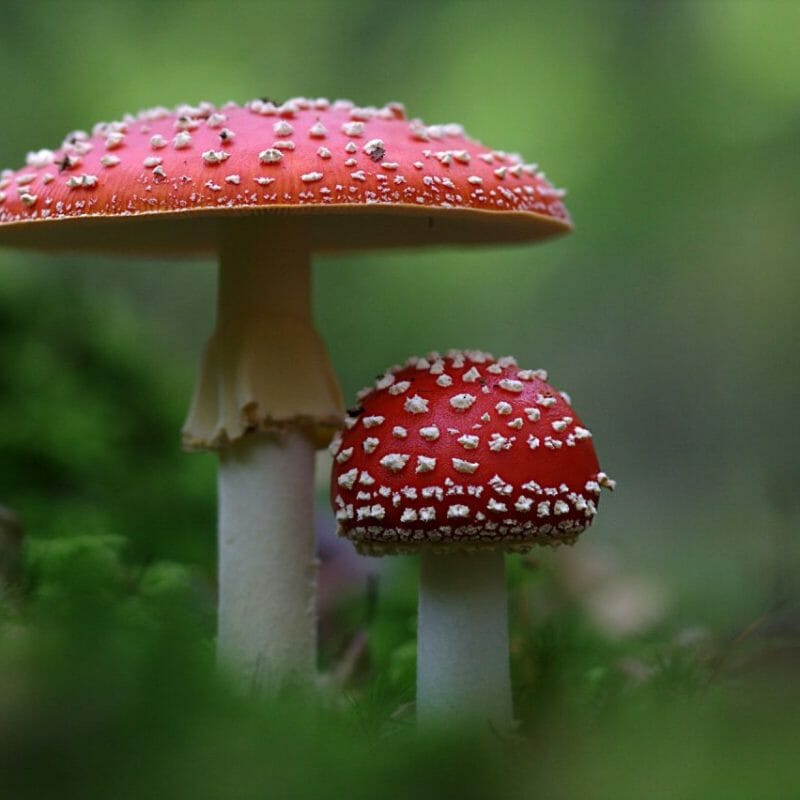 Magic Mushrooms Canada | Shrooms Canada