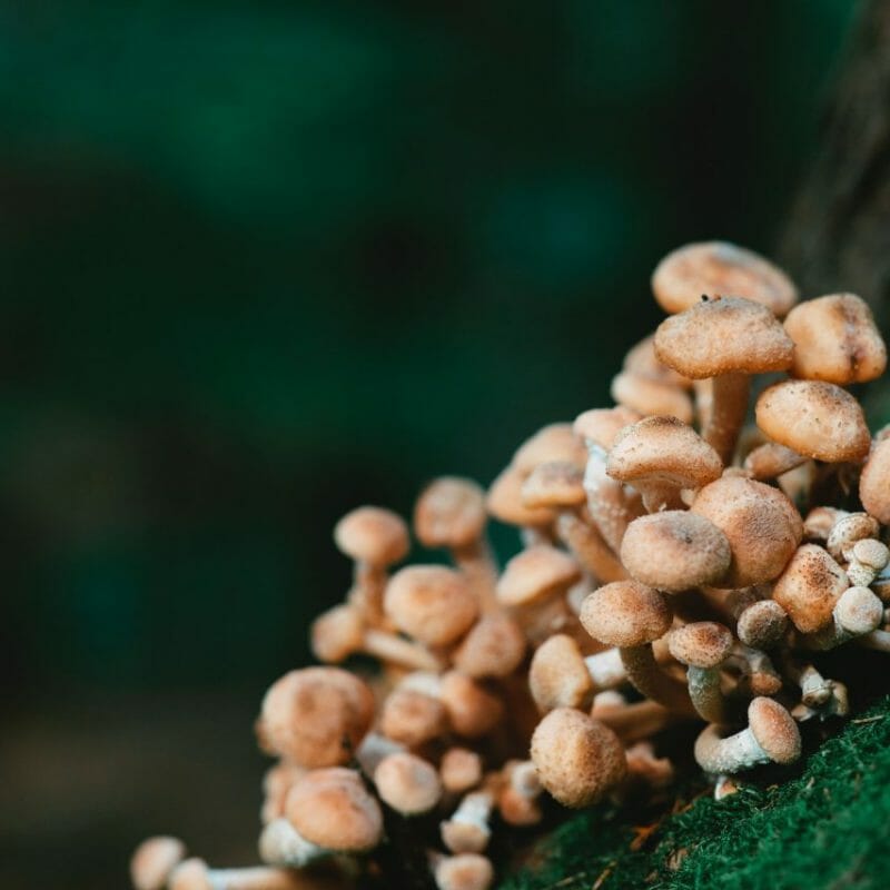 Mushroom Dispensary - Zoomies | Shrooms Canada