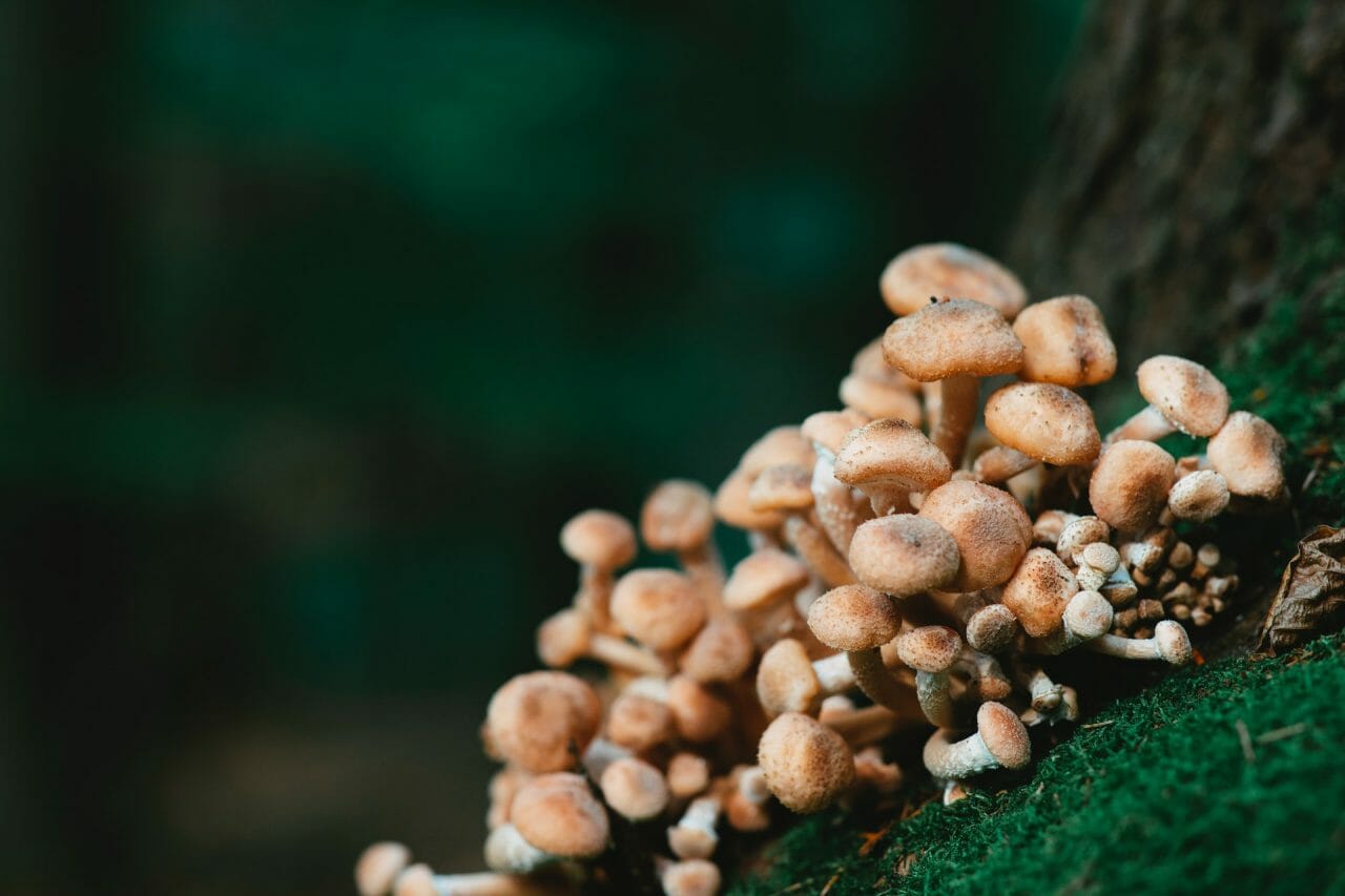Treatment for Depression Offered by Mushroom Dispensary