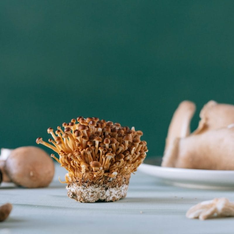 Buy Magic Mushroom | Shrooms Canada