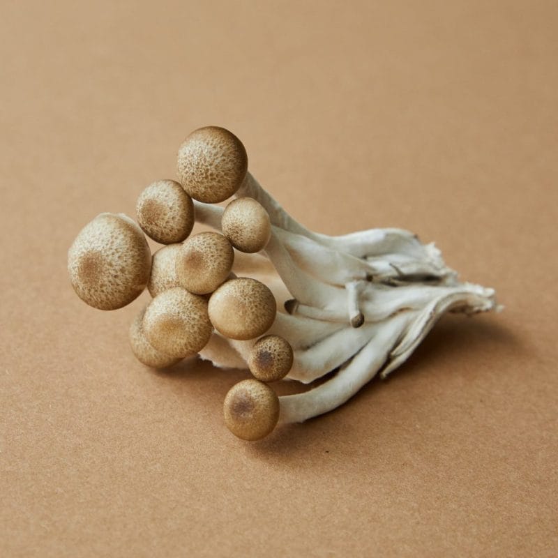 strongest mushroom strain | Shrooms Canada
