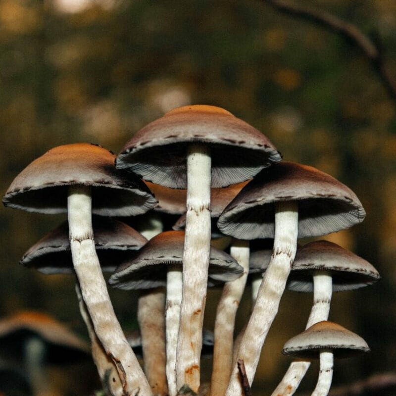 Microdose Mushrooms | Shrooms Canada