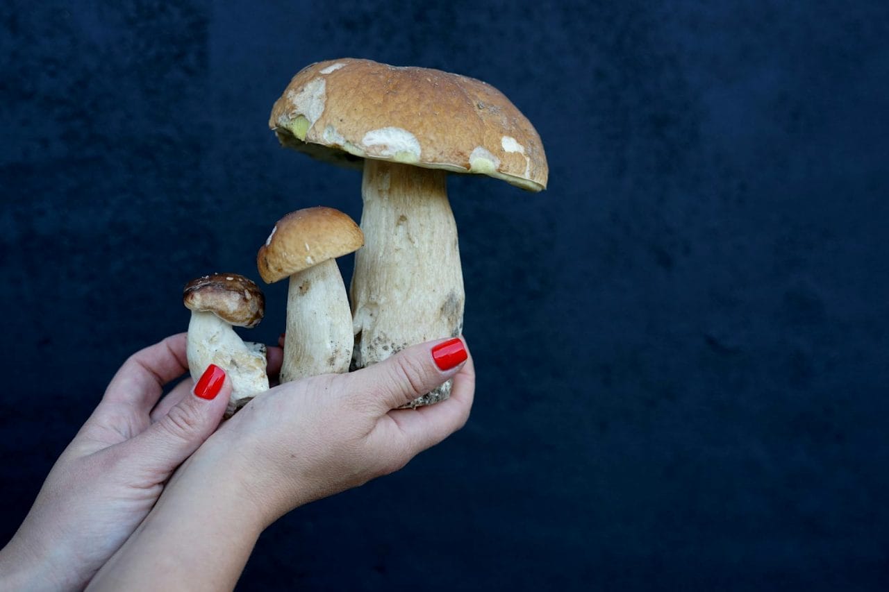 Five Top-rated Local Mushroom Varieties to Try