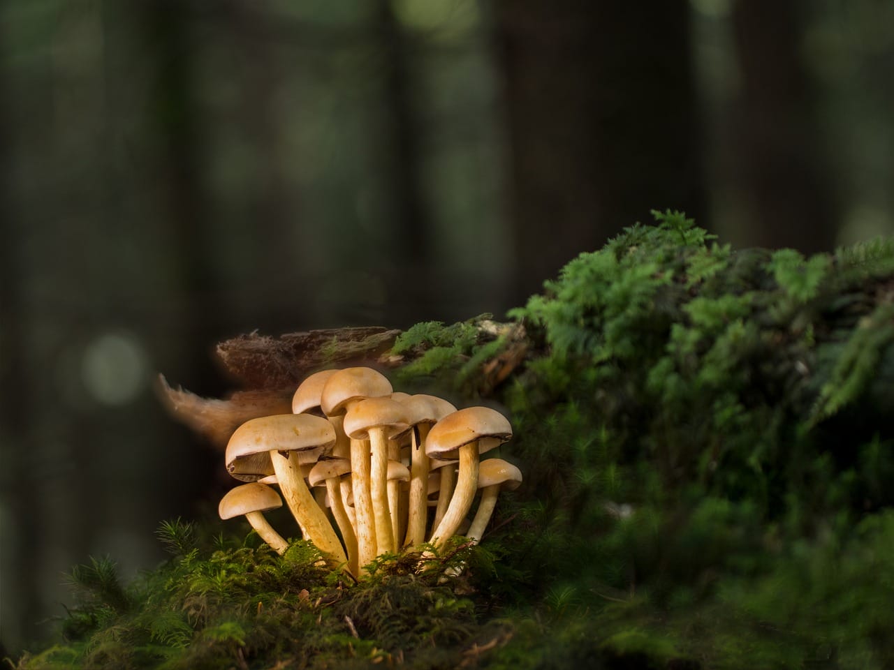 Purchase Mushrooms Online and Explore the Most Appealing Mushroom Selections