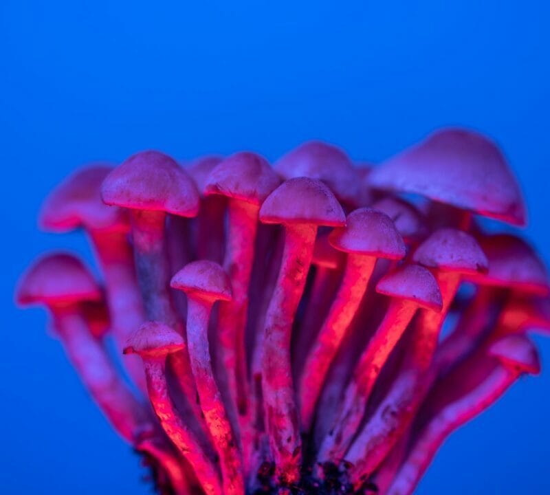 Shrooms Delivery in Canada | Shrooms Canada