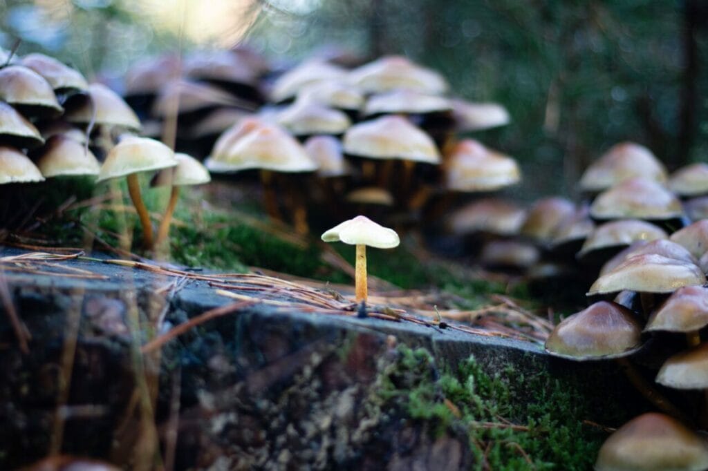 Shroom Delivery at Shrooms Canada
