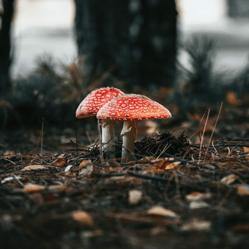 Shroom online delivery at Zoomies Canada | Shrooms Canada