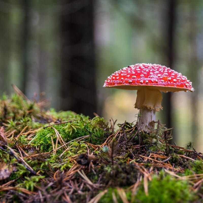 Shrooms Online in Canada | Shrooms Canada