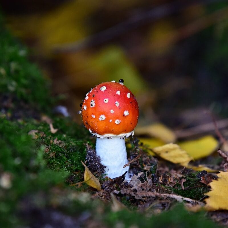 buy LSD online in Canada | Shrooms Canada