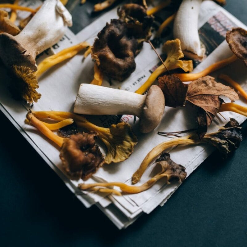 Mushroom chocolate at Zoomies Canada | Shrooms Canada