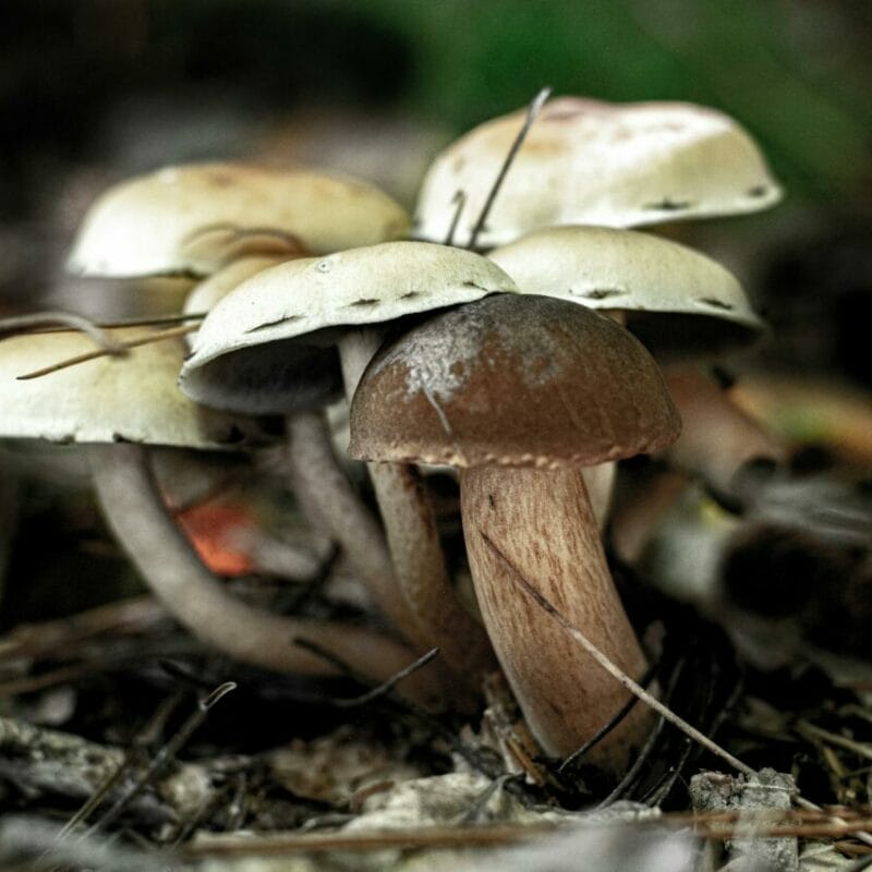 psilocybin mushroom | Shrooms Canada