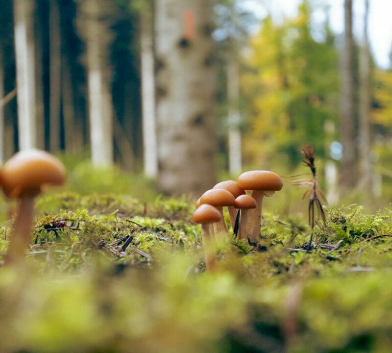 Magic Mushroom Dispensary | Shrooms Canada