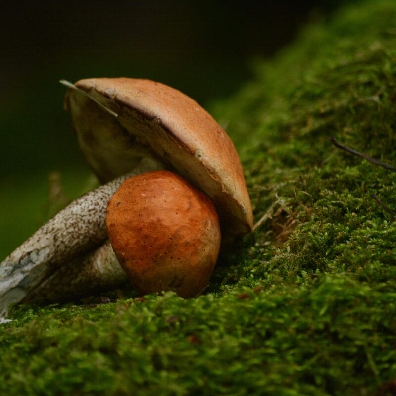 Mushroom Dispensary Vancouver | Shrooms Canada