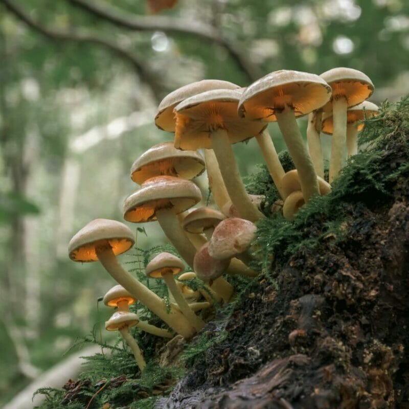 Shrooms online | Shrooms Canada