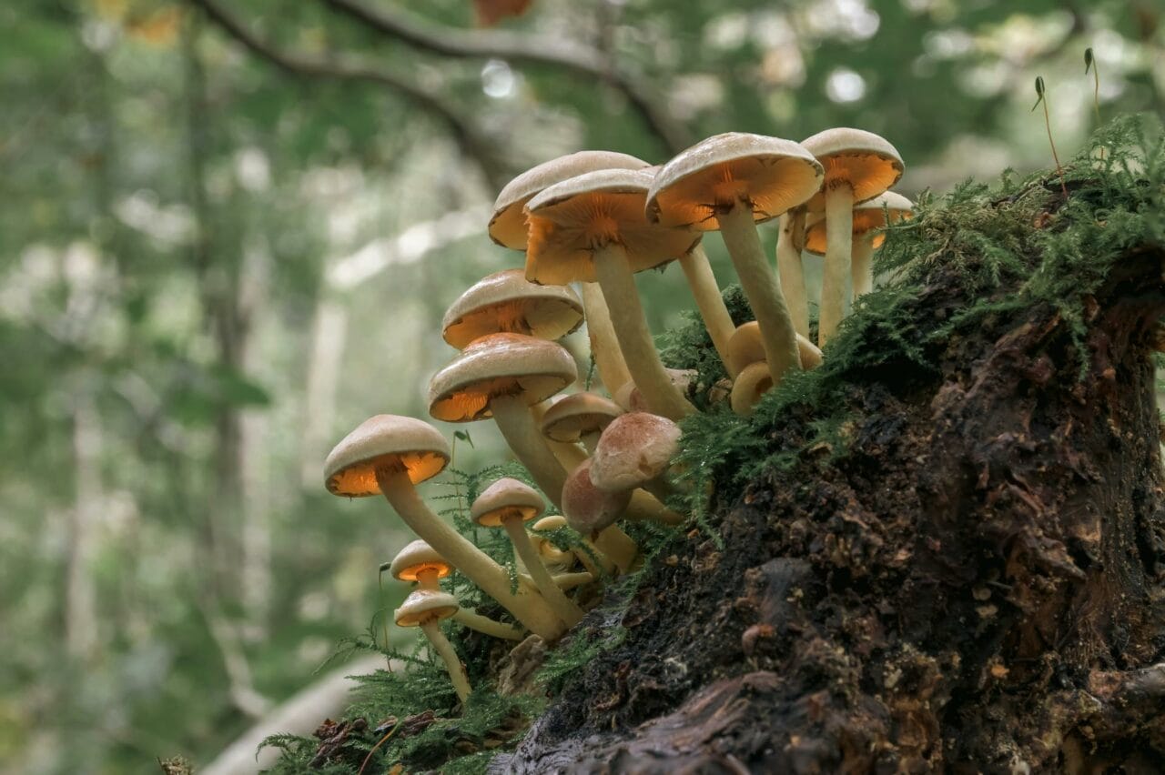 The Role of Psilocybin in Enhancing Sexual Performance and Satisfaction Derived from Magic Mushrooms