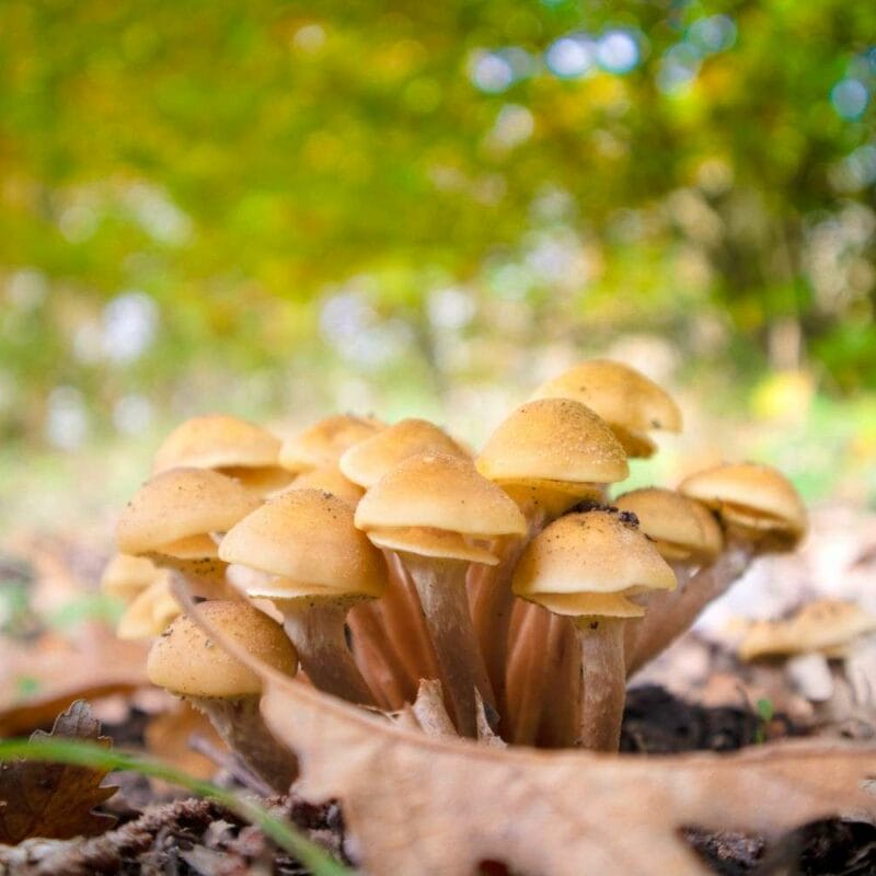 Shrooms Canada | Shrooms Canada