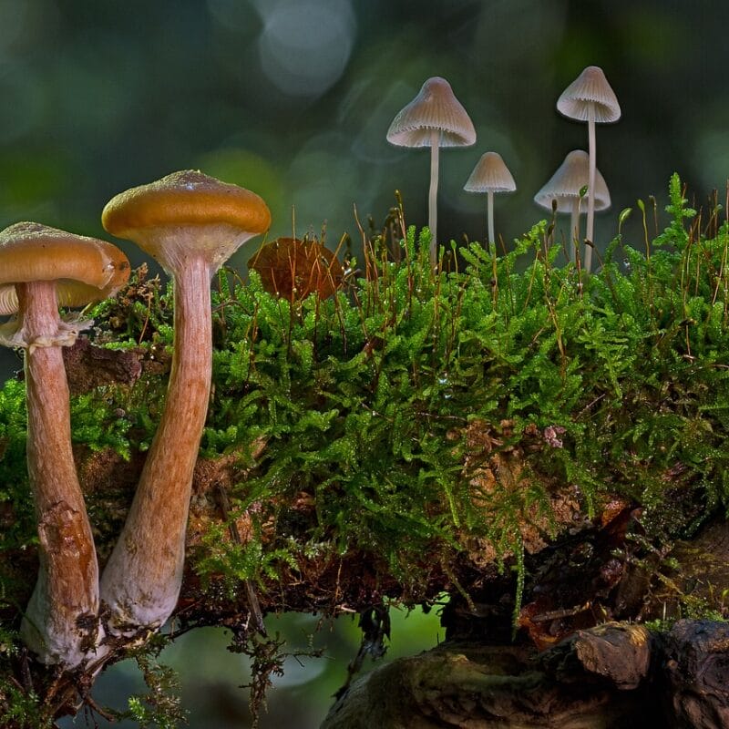 magic mushroom in Canada | Shrooms Canada