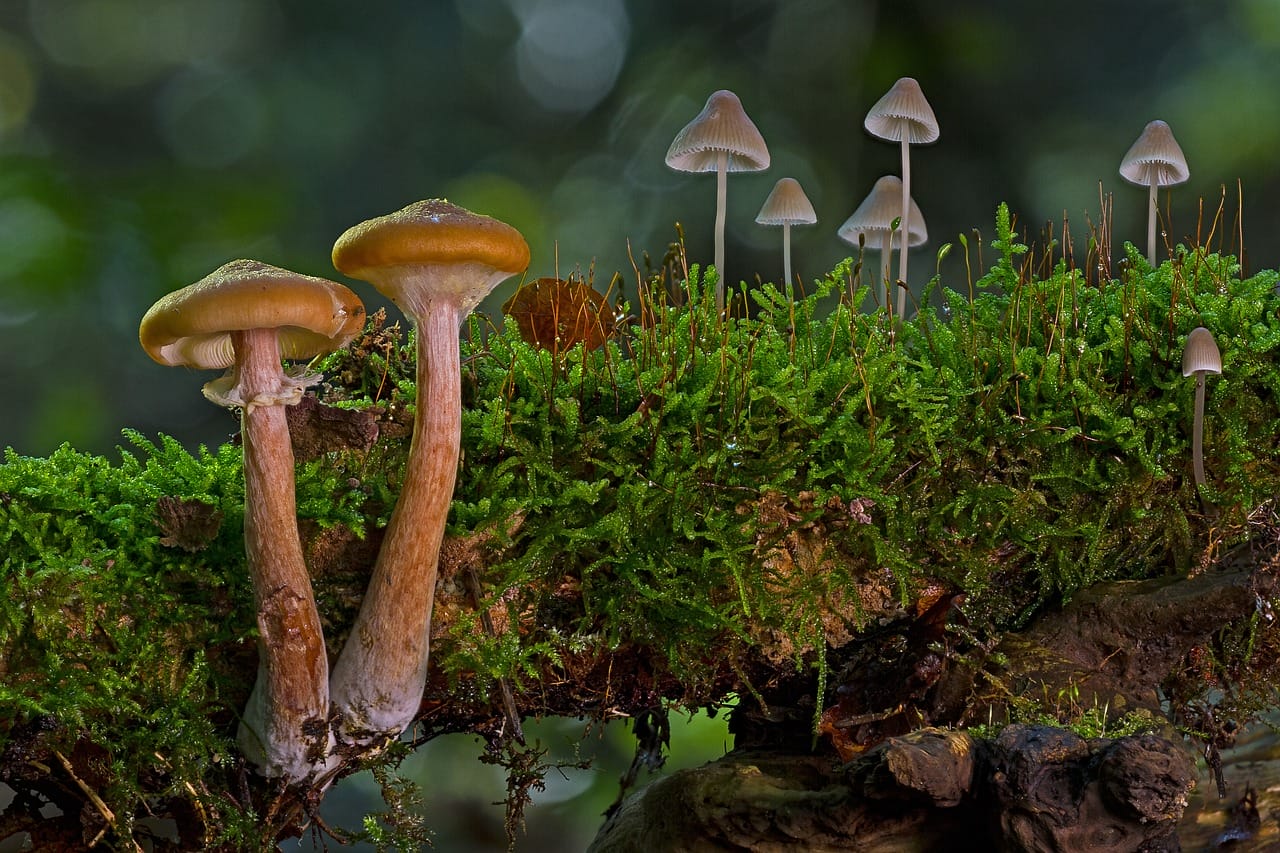 A Majority of Canadians, or 80%, Advocate the Use of Psychedelic Mushrooms to Alleviate Existential Distress