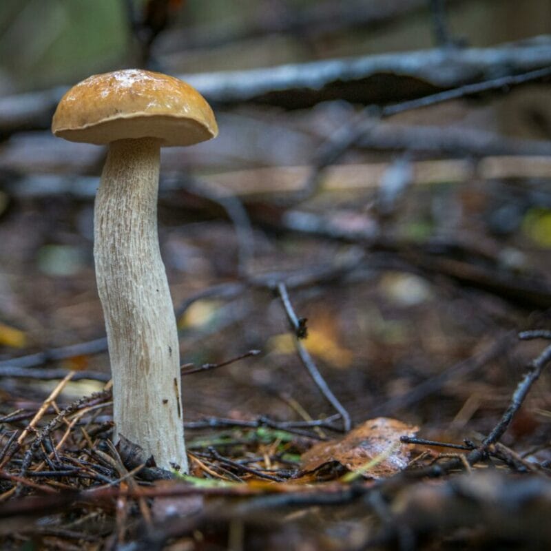Shrooms online | Shrooms Canada