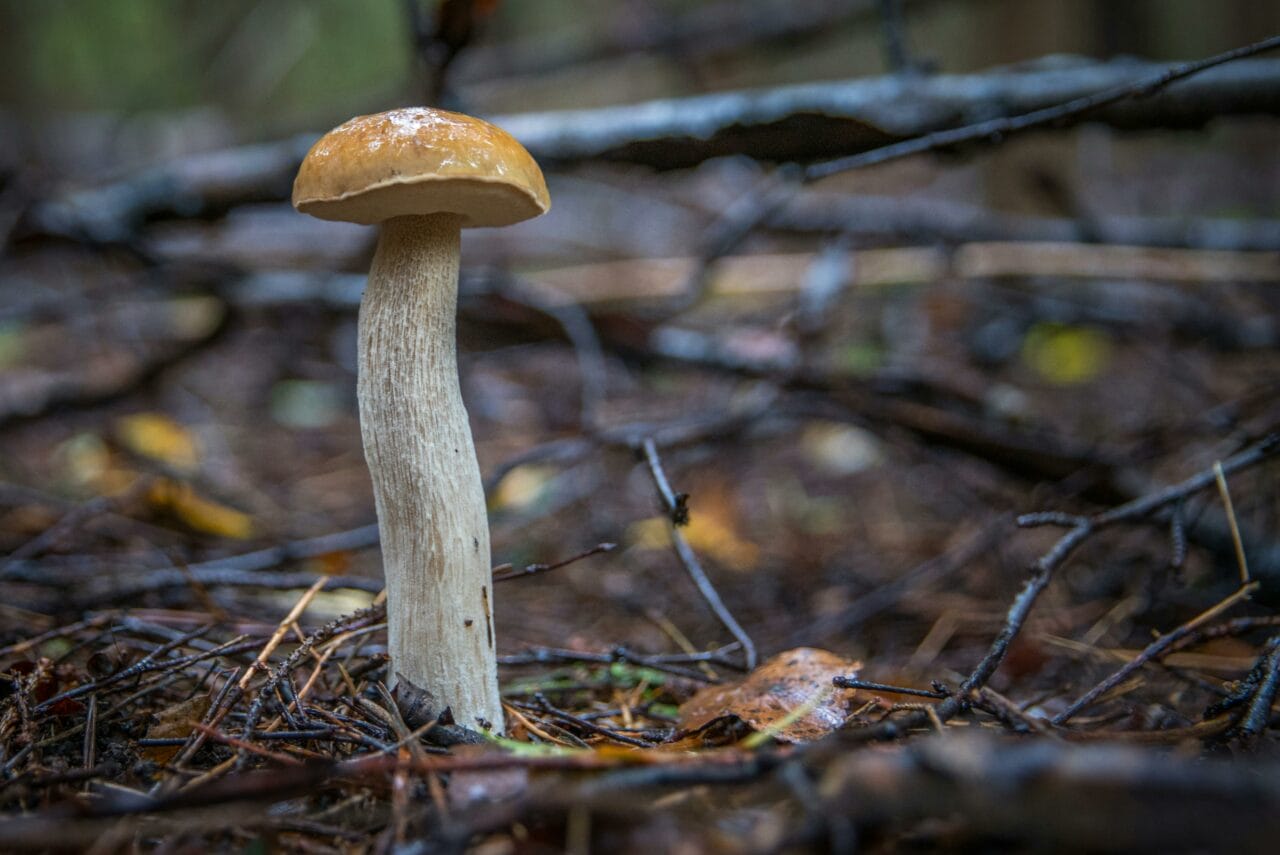 Recent Studies on Psychedelic Mushrooms Indicate Prolonged Brain Interruptions Could Benefit Mental Well-being