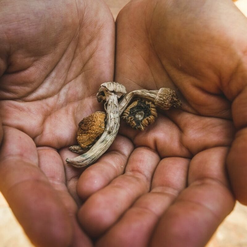 dried shrooms | Shrooms Canada